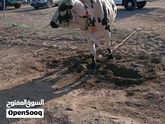 عجل ربااعي جديد مده وشور