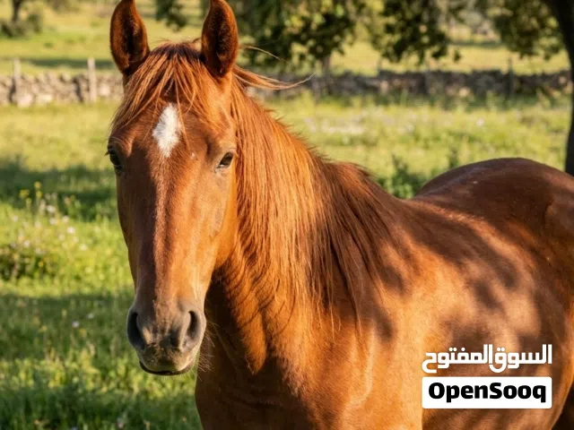 فرس انجليزية ربي يبارك جمال استثنائي وهيبة