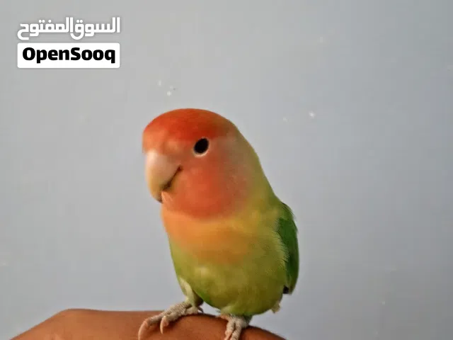 روز أليف جدا جدا أهم شي قرأ الوصف يوجد حله فيديوهات