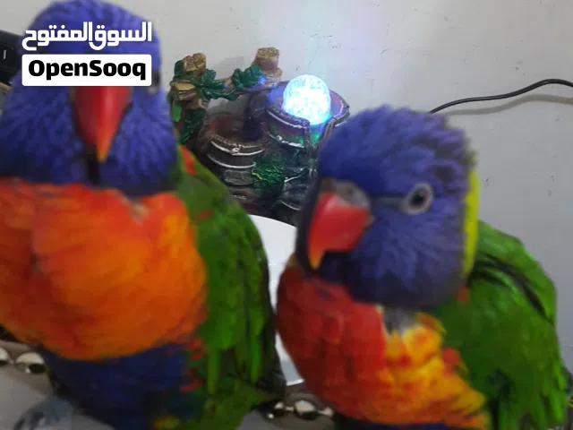 ببغاءان لوري للبيع ببغاء ملون جميل الشكل وكثير الكلام مع قفص كبير ونظيف