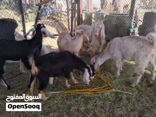 حلال تيش للبيع من مزاغ حاس