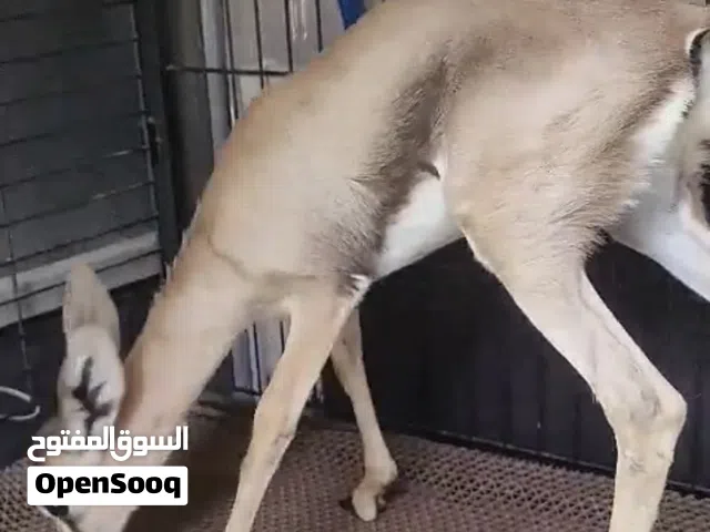 انثى دماني