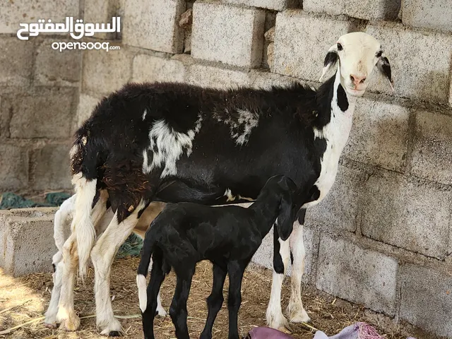 جاعدة تهجين نجدي + 2 كباشا مذيار