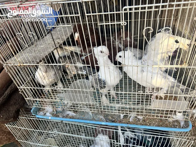 جمال وأداء كويتي وهندي حمام زينة وإنتاج بمواصفات عالية، ألوان صافية وجاهز للتفريخ السريع."