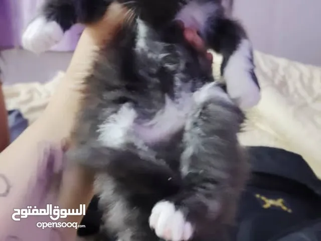 قطط لي بيع متوفر من اعمار شهر لي عمر سنه ذكور انثاء