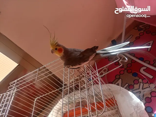 البيع كوكتيل