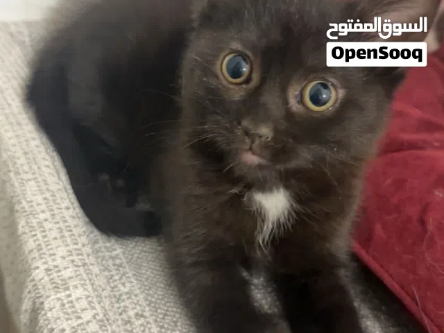 الطلب واتساب