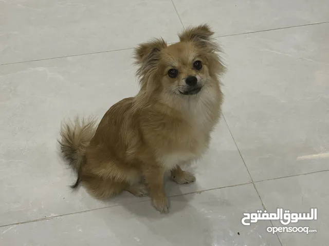 Pomeranian Dog for Sell