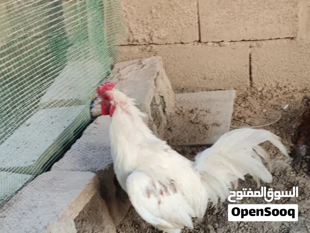 ديج أبيض