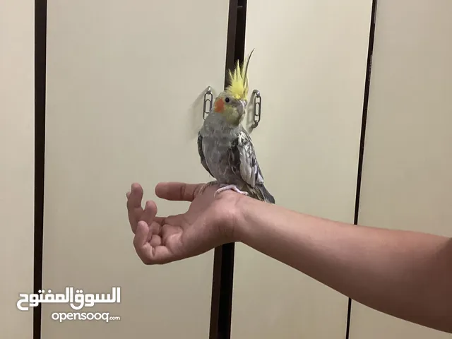 عصفور ككتيل اليف للبيع