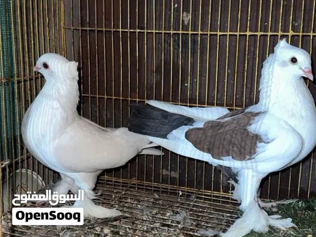 حمام زينه وعاديات