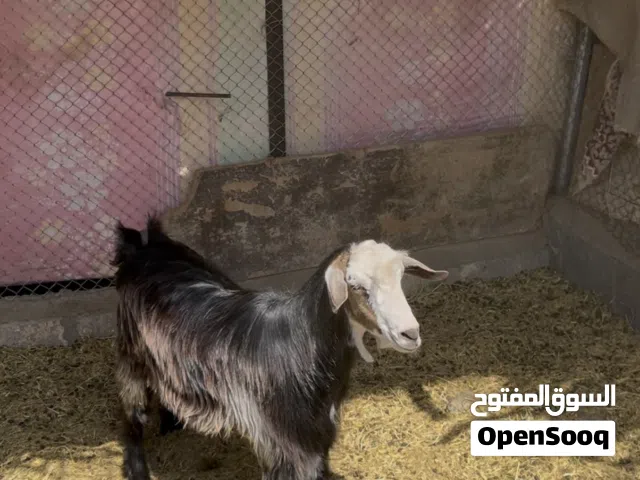 للبيع سخل للذبح او تربيه