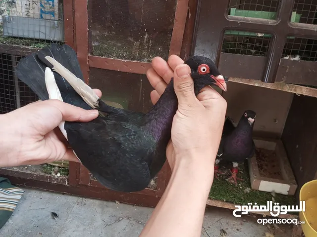 حمام مخليف نخب