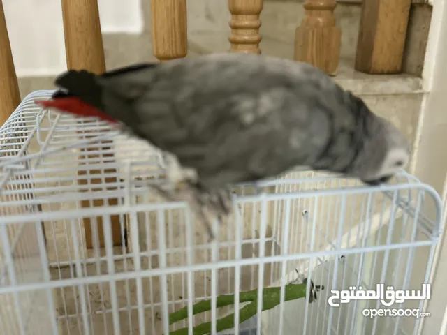 African grey parrot (1 - 2) year old