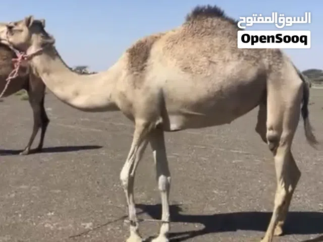 ناقه سمين ماشف