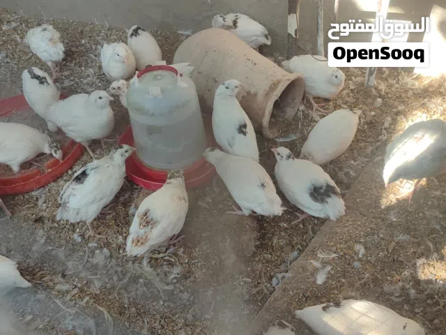 سمان البيع