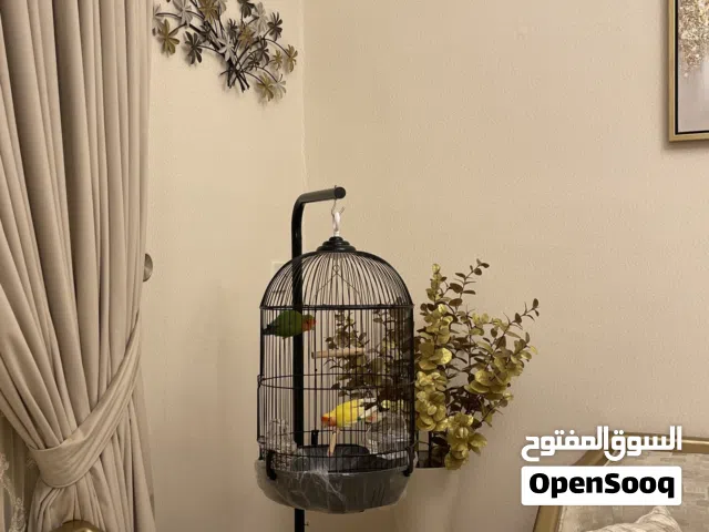 زوج ببغاء روز أليف مع قفص زينة فاخر مع ستاند