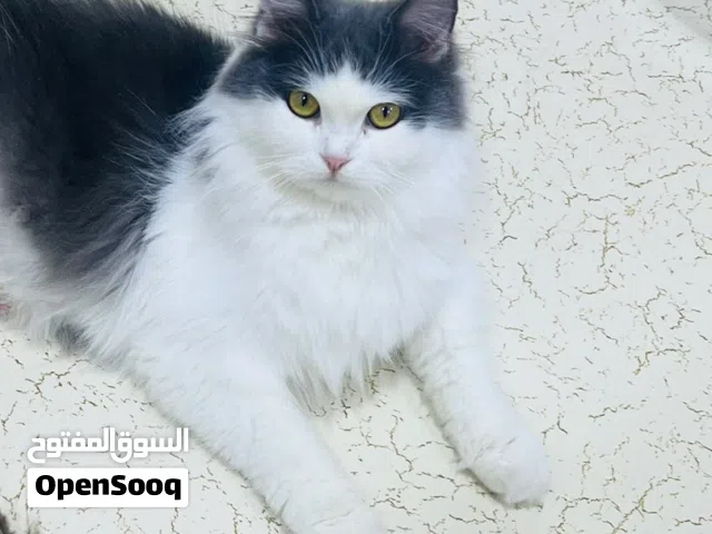 قطط للبيع الام مع اولادها 2