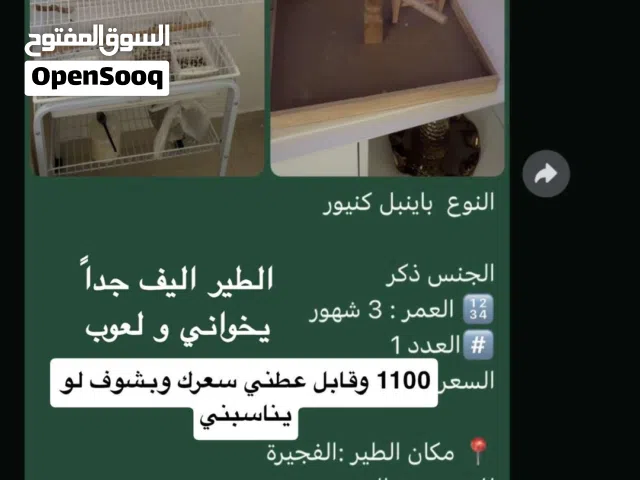 باينبل كنيور الي له خاطر يتواصل وياي على الواتس والرقم تحت ف الوصف