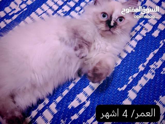 قطط راغدول اصيلات ذكور وانثاء للتبني للتبني شرط الاهتمام والاعتناء