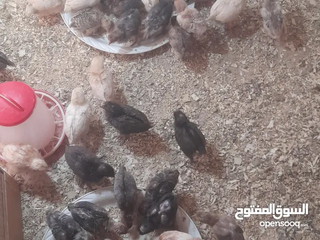 صيصان بلدي / فرخات عمر 21يوم