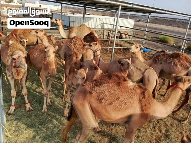 جعدان وبكار جمال محليه