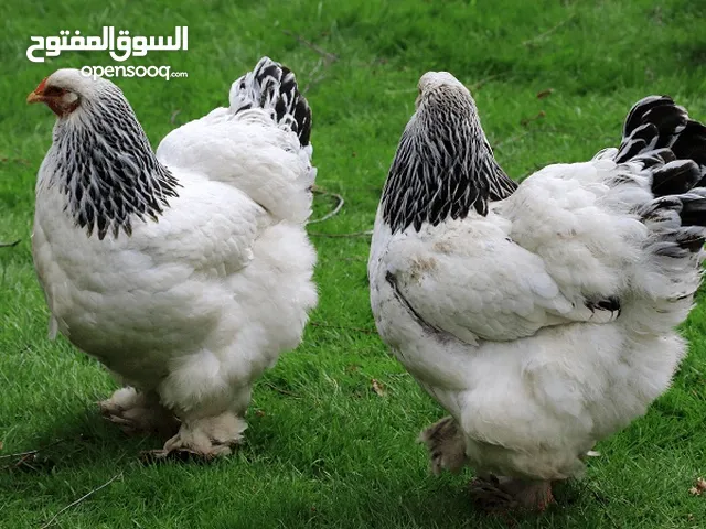 مطلوب جاجه براهما كولومبي / بلو موتلد