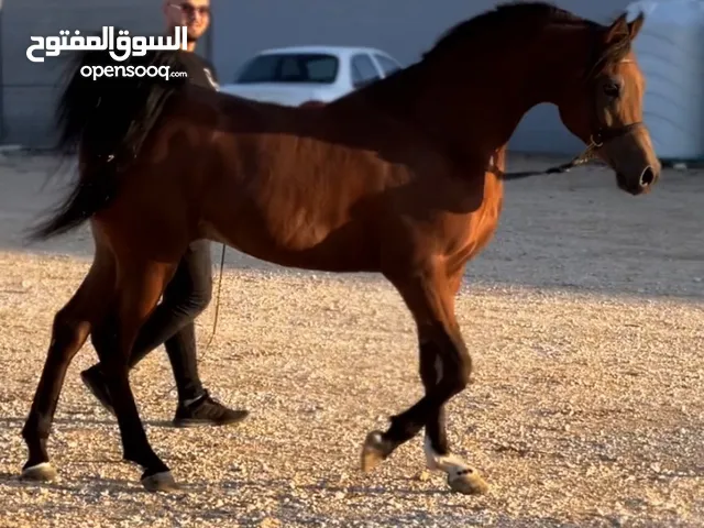 ‏حصان عربي اصيل