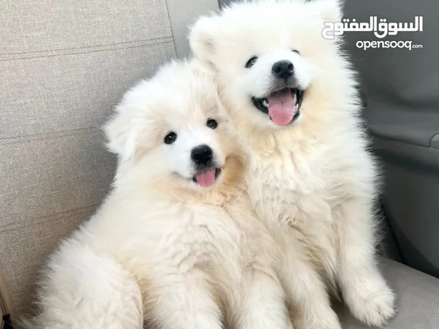 مطلوب ممول لمشروع انتاج حيوانات أليفة