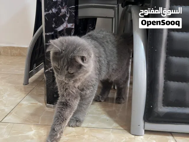 قط لطيف جداًً