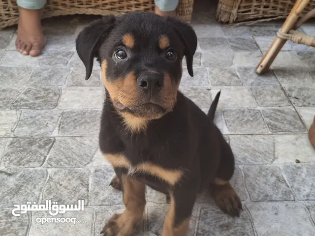 كلاب روت ويلر للبيع عمرو 3شهور واخد كول التطعيمات