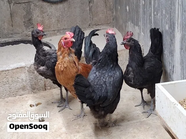 دجاج بلدي للبيع او للبدل