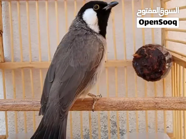 بلبل وحش خام مصيود عبور الشط   بلبل درجه اولى