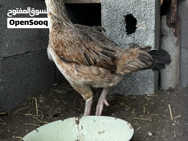 طيره بكستانيه