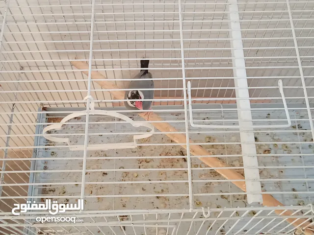 للبيع طير جوه