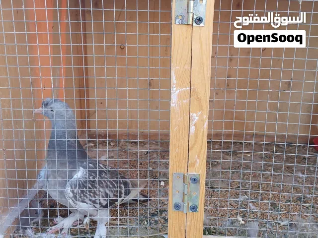 زوز نتيات تاكله جمه واتيات مشاالله