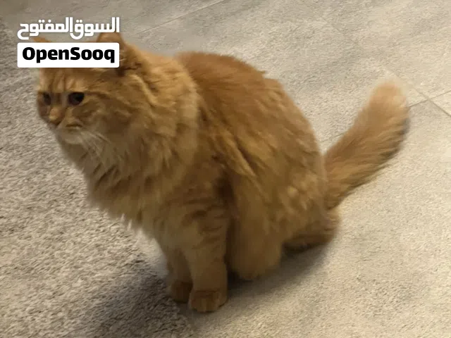 قطة معقمة للتبني