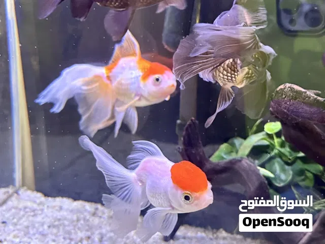 Oranda fish