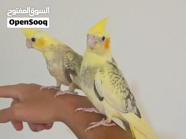 ببغاء كوكتيل لعوب ونشيط مروض فل