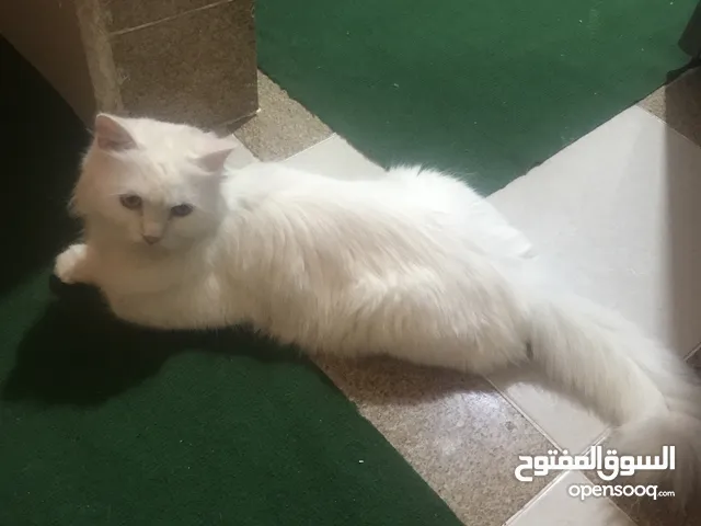 قط شيرازي للبيع عمر 7 شهور