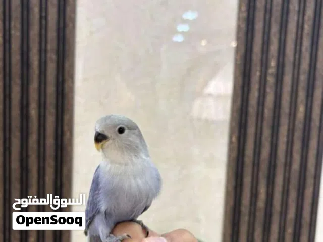 لافبيرد اليف 15 دينار لكل واحد