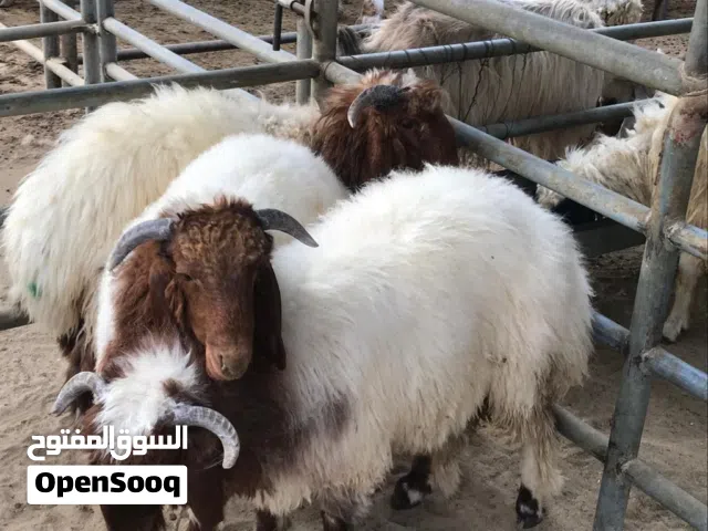 قصاب متنقل تحت الطلب لذبح وتقطيع الذبائح أمام باب بيتك لجميع مناطق الكويت