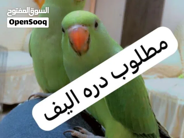 اشتري جميع الطيور المتكلمه
