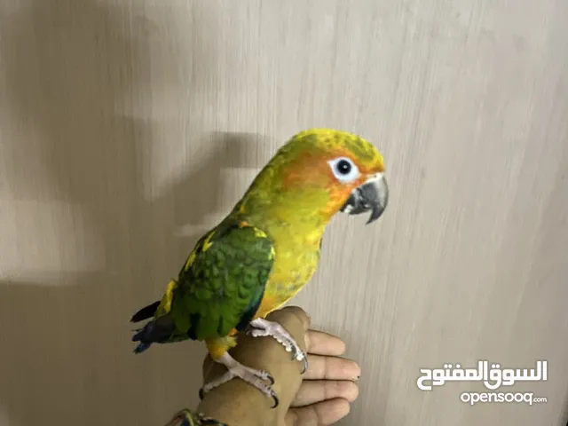طير سليم م يشكي من اي شي