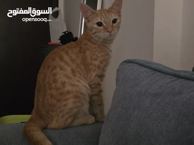 قط للتبني بدون مقابل