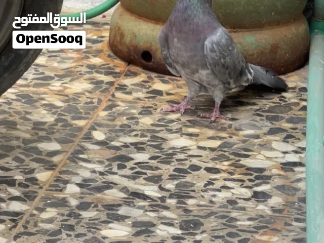 للبيع زوج تور احمر جواهن افراخ 2