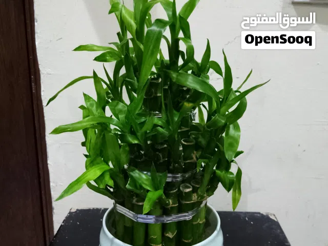 lucky bamboo