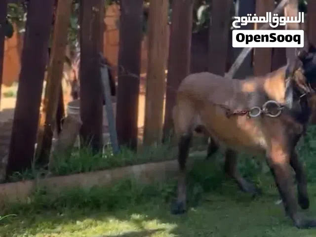 انتى مالينوا شربوني للبيع