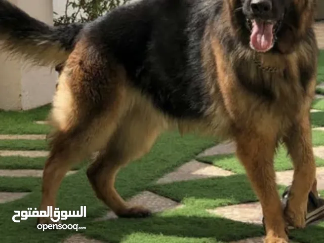 كلبه جيرمن شيبرد