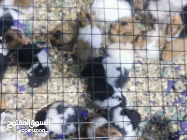 هامستر سوري للبيع
